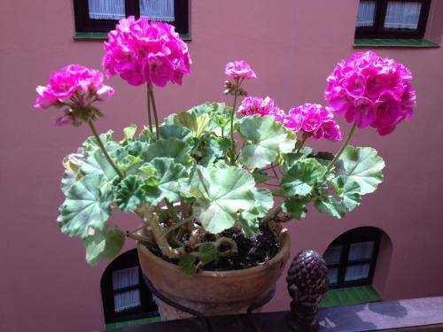 Patio de La Alameda, Seville